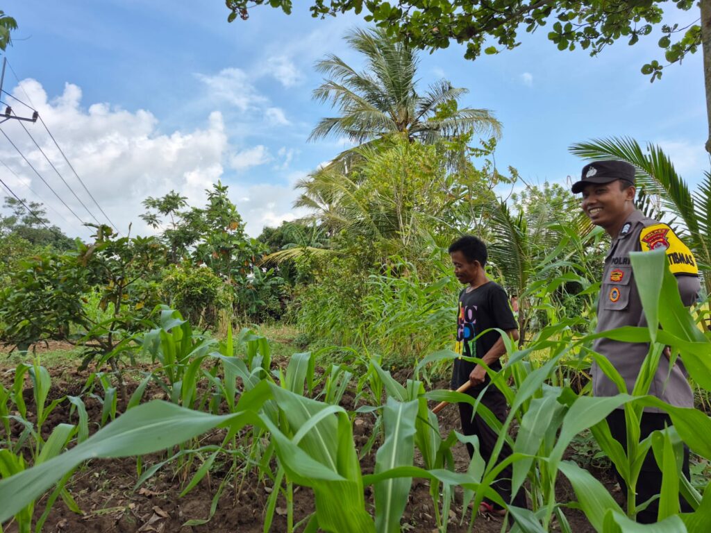 Dukung Ketahanan Pangan, Bhabinkamtibmas Polsek Patia Sambangi Petani di Desa Idaman 7 WhatsApp Image 2025 06 17 at 13.07.24