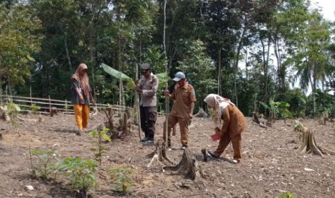 Polsek Patia Polres Pandeglang Gelar Penanaman Jagung Bersama Kelompok Tani Sukrama 1 svcd