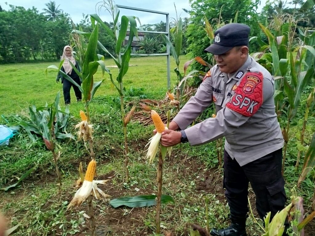 Polsek Cimanuk Bersama Petani Desa Cikaduen Panen Jagung, Wujud Nyata Dukung Swasembada Pangan 5 WhatsApp Image 2026 02 24 at 12.54.55