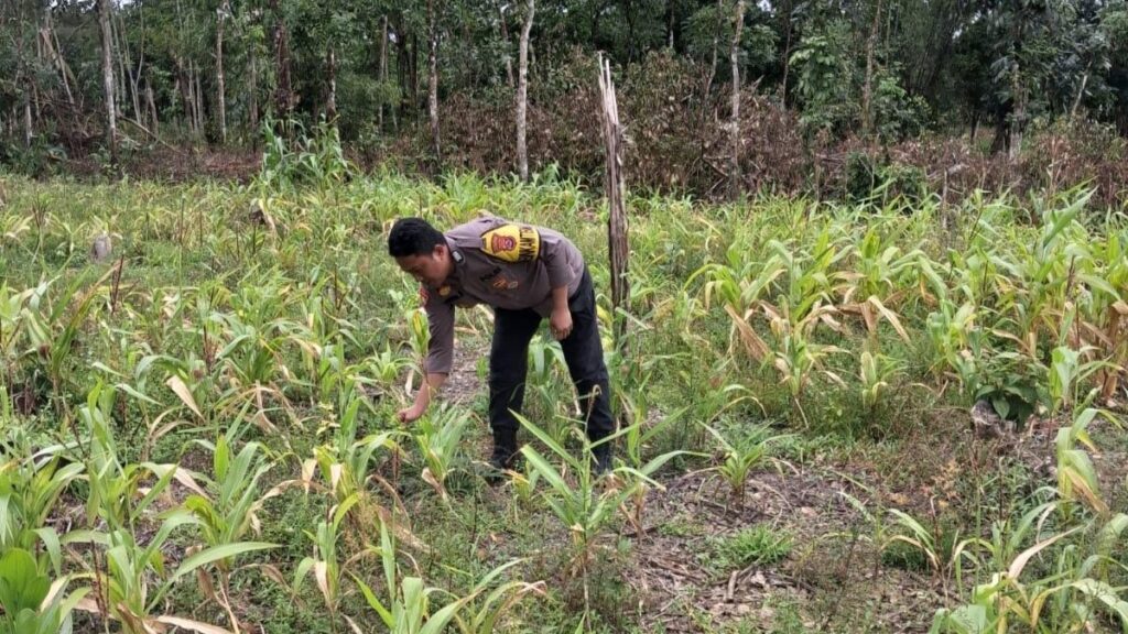 Polsek Cimanggu Polres Pandeglang Laksanakan Giat Pemeliharaan Tanaman Jagung Dukung Swasembada Pangan 3 WhatsApp Image 2026 02 24 at 14.33.54