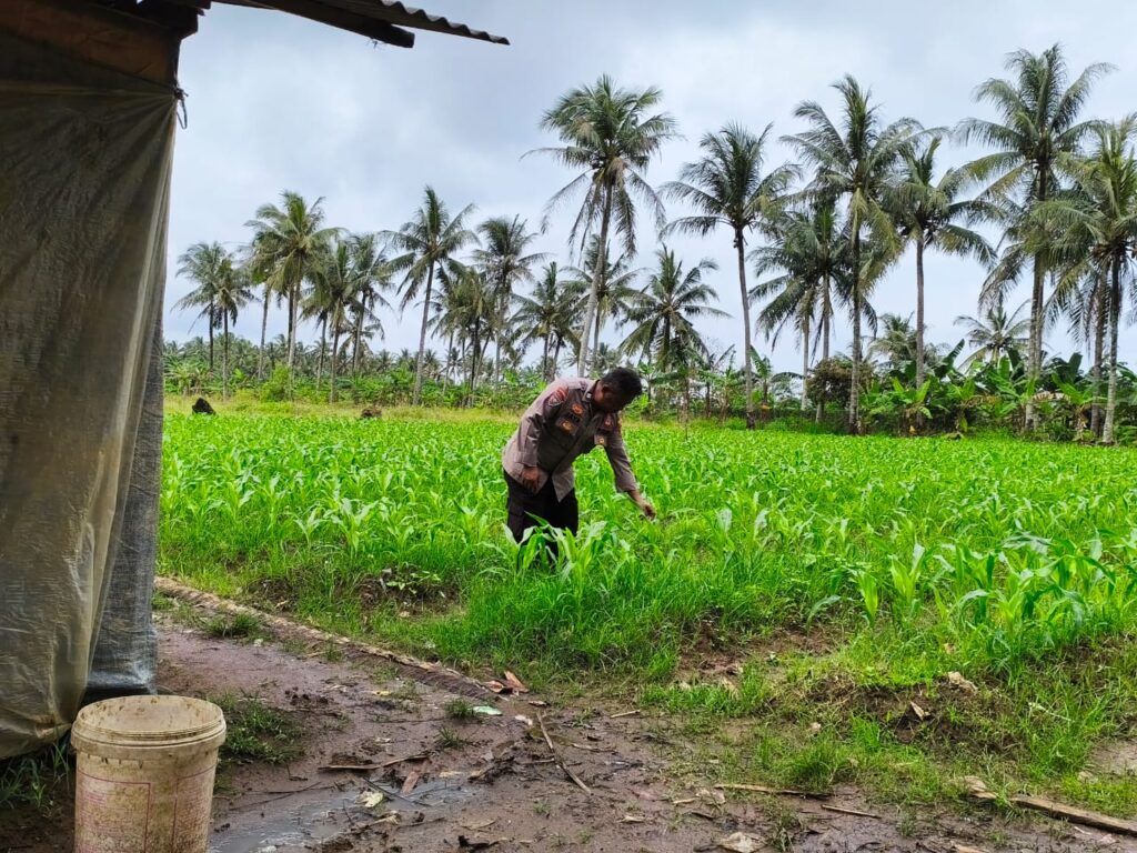 Polsek Labuan Polres Pandeglang Gelar Pengecekan Lahan Jagung di Desa Caringin, Dukung Sukses Program Ketahanan Pangan 1 WhatsApp Image 2026 02 26 at 11.07.38