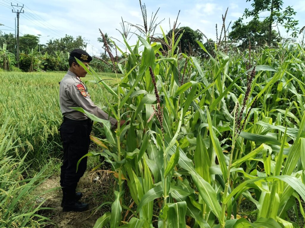 Polsek Panimbang Polres Pandeglang Laksanakan Pengecekan Bibit Jagung di Lahan Pertanian Desa Tanjung Jaya 3 WhatsApp Image 2026 03 05 at 18.16.15